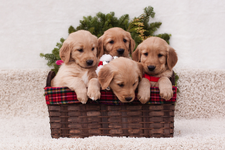 Christmas golden retriever puppies